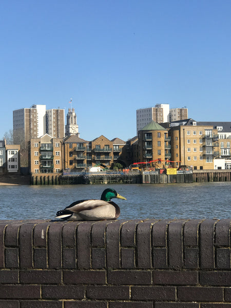 The COVID chronicles - March 21 - a calm duck and a bustling food market