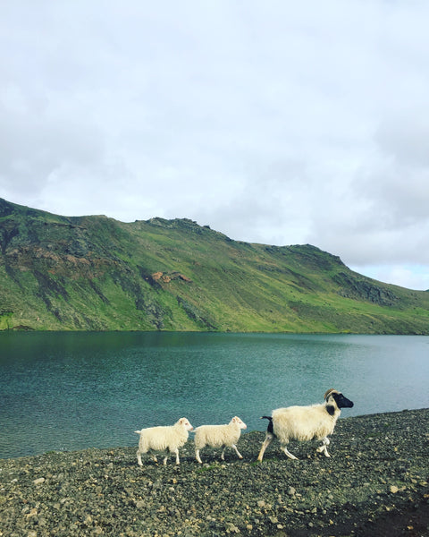 Iceland (part 2) - Backroads, playing paparazzi with sheep, otherworldly landscapes and 24/7 sunlight.